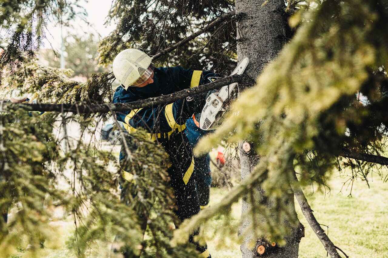 Emergency Storm Tree Removal in Solon, IA